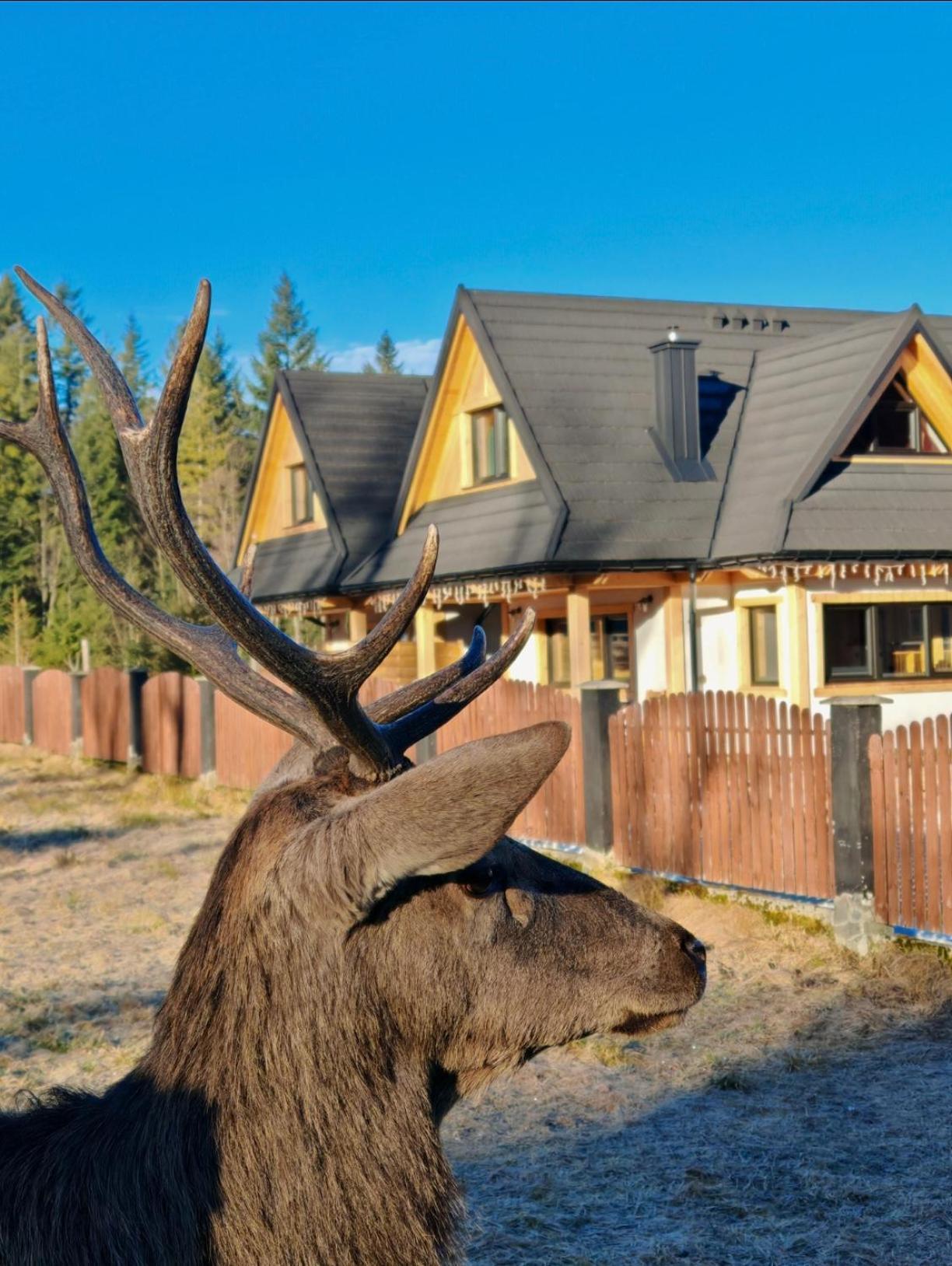 M Domki Zakopane Exteriér fotografie